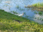 Spectator at the Cape